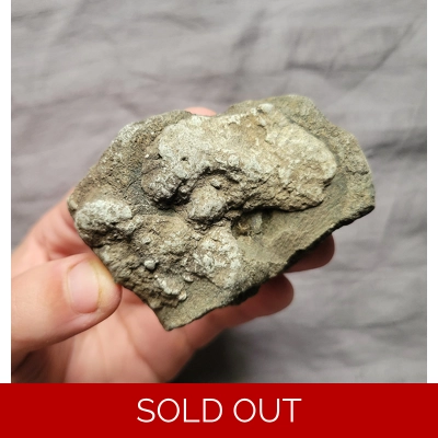 Rare Einiosaurus Chunk Of Jaw Dinosaur Fossil Bone Egg Mountain Montana